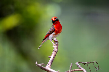 The red-headed weaver (Anaplectes rubriceps) is a bird commonly found in eastern and southern...