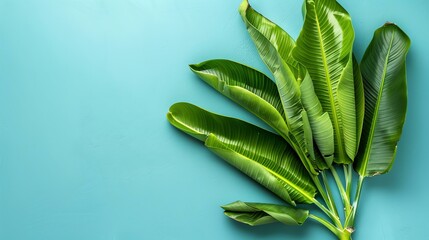 **lush green tropical leaves on blue background**  This image is perfect for creating a tropical feel in your home or office.