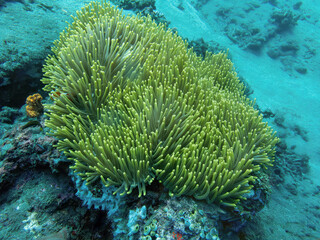 Naklejka na ściany i meble Coral with clownfish during a dive in Bali