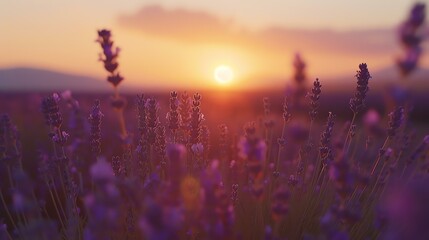 A beautiful field of lavender flowers in bloom at sunset. The warm colors of the sunset create a...