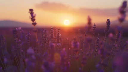 Foto auf Acrylglas A beautiful field of lavender flowers in bloom at sunset. The warm colors of the sunset create a peaceful and serene atmosphere. © stocker