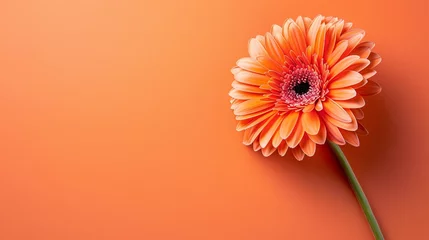 Zelfklevend Fotobehang Beautiful orange gerbera flower isolated on orange background. © stocker
