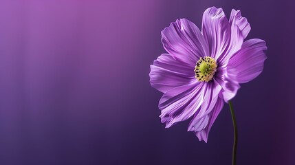A beautiful purple flower in full bloom against a dark purple background. - obrazy, fototapety, plakaty
