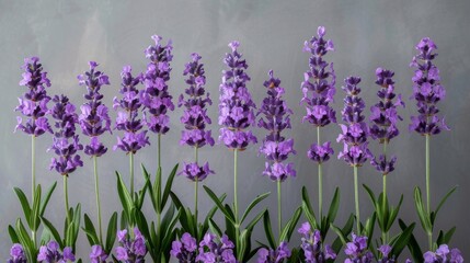a row of lavender flowers in front of a gray wall with green grass in the foreground and purple flowers in the foreground.
