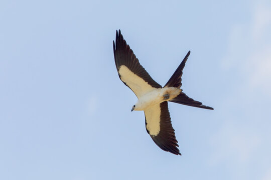Swallow-tailed Kite (Elanoides forficatus) flying around, Kissimmee, Florida USA