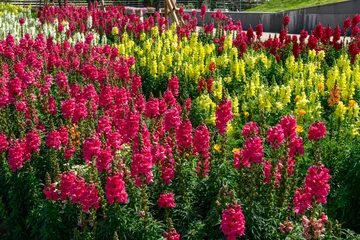 Fotobehang field of tulips © Tanawat