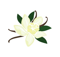 Flowers Jasmine isolated on a white background.  Realistic flower jasmine. vanilla flower with pods and leaves isolated on transparent background Generative Ai.