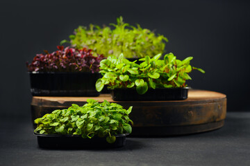Low key photo of sorrel, amaranth, watercress and melissa microgreens sprouts in trays