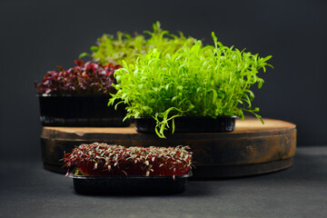 Low key photo of baby amaranth, tarragon, estragon and watercress microgreens sprouts in trays