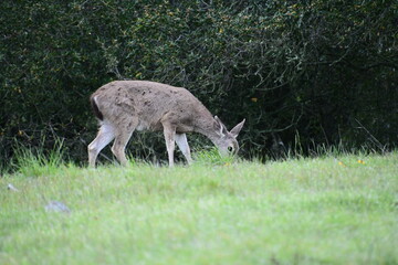 deer in the woods