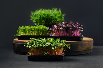 Low key photo of radish, sango, watercress and pea microgreens sprouts in trays
