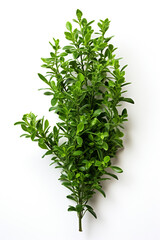 Obraz premium resh thyme leaves plant, white background сreated with Generative Ai