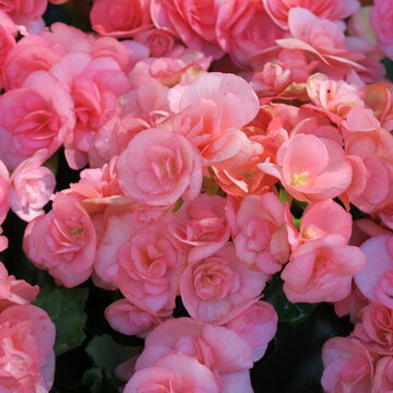 Begonias, a popular terrace and balcony plant with lots of small flowers