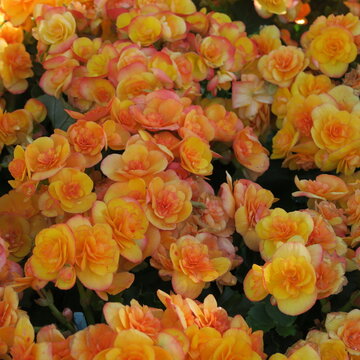 Begonias, a popular terrace and balcony plant with lots of small flowers
