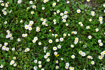 English daisy (Bellis perennis) in springtime