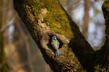 Blue tit bird Nature tree branch