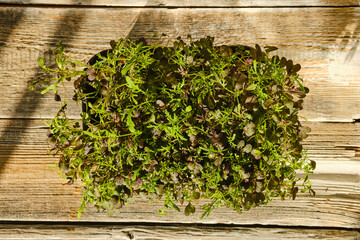 Top view of tray with arugula sprouts on wooden background