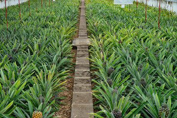 Pineapple field