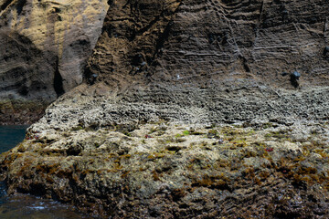 Small crabs on rock in the sea