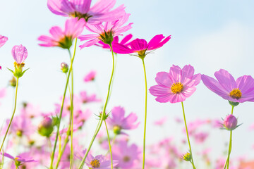 Pink cosmos flowers full blooming in summer garden,Field of cosmos flower on blue sky background,Selective focus.