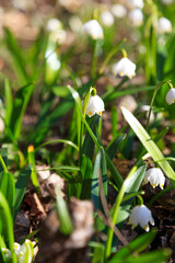 White spring flowers. Leucojum aestivum.