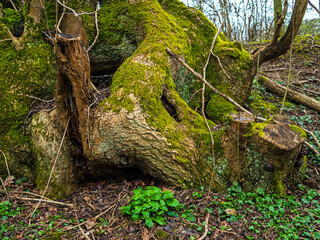 tree roots in the forest