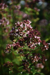 Blooming oregano in summer garden.
