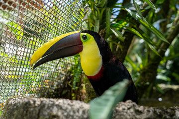 toucan on a branch