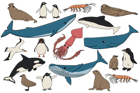 Vector set of colorful animals in Antarctica. Hand drawn outline collection of whales, penguins, skua, krill, seals, porpoise.