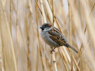 Sparrow sitting on a reed branch on a blurred background - 757540919