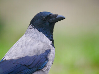 portrait of a gray raven on a blurred background - 757540942