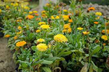 Calendula flowers growing in garden
