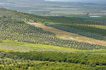 Citrus orchard in Medierranean nature