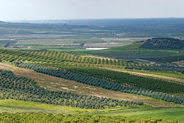 Citrus orchards in the Yuregir plain in Cukurova region in Turkey