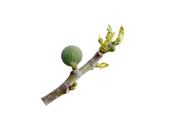 A fig (Ficus carica) branch in early spring 