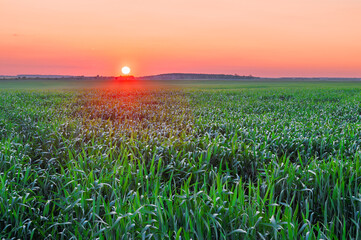 Scenic view of a beautiful summer sunset over a green field of young wheat shoots