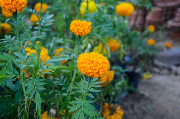 Marigold flowers in the Garden