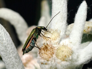 Macro of beetle of Oedemera nobilis feeding on a white edelweiss flower