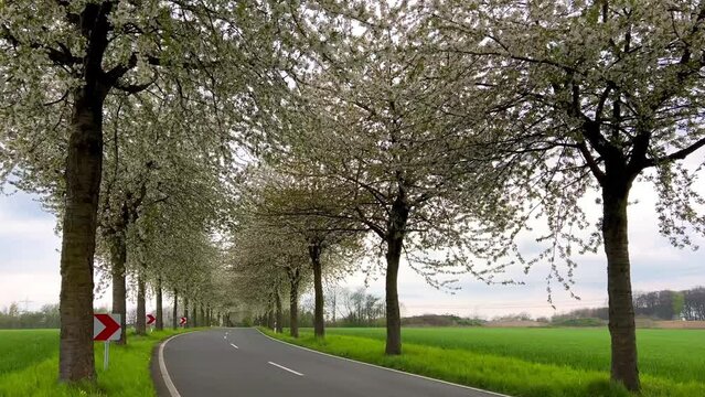 Spring landscape a road among blossoming cherry alley. Germany countryside