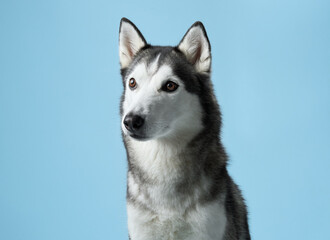 Alert Siberian Husky portrayed in a studio setting, displaying its piercing gaze. Dog portrait captures the breed's iconic markings and attentive expression, against a calm blue backdrop