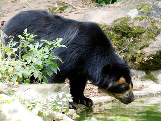 Andean bear (Tremarctos ornatus) near pond among vegetation, also known as the spectacled bear