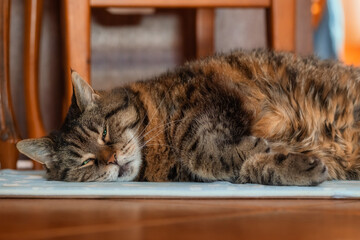 Cat sleeping indoors on a cooling mat under wooden furniture