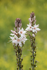 Flowers of a common asphodel (Asphodelus aestius) in a rainy day
