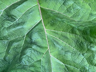 Burdock green leaf texture
