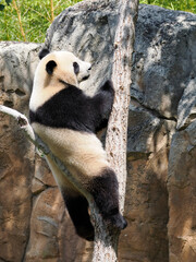 Giant panda (Ailuropoda melanoleuca) climbed a tree and seen from profile