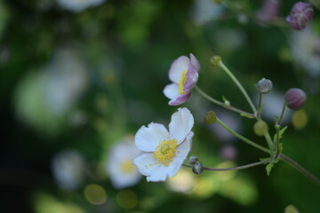 Anemone scabiosa on bokeh green garden background, anemone japonica in summer garden by manual helios lens.