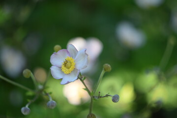 Fototapeta premium Anemone scabiosa on bokeh green garden background, anemone japonica in summer garden by manual helios lens.