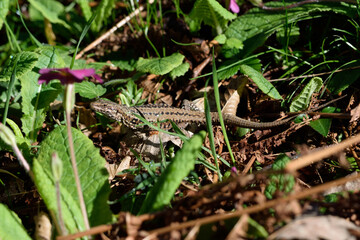 lezard