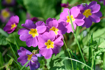 primevères violettes