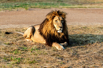 Male lion sitting down